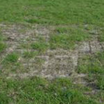 Bare Grass Patches