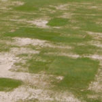Nematode Damage